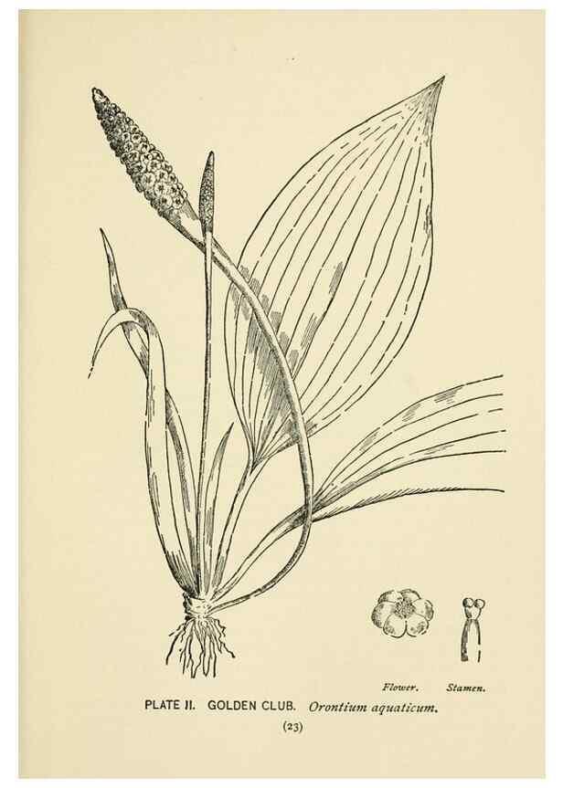 Reproducción/Reproduction 8443980425: A guide to the wild flowers,. New York,Stokes[1899]