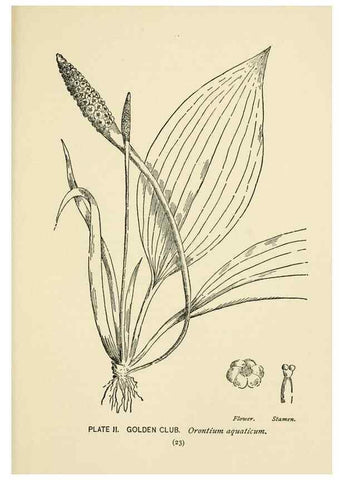 Reproducción/Reproduction 8443980425: A guide to the wild flowers,. New York,Stokes[1899]