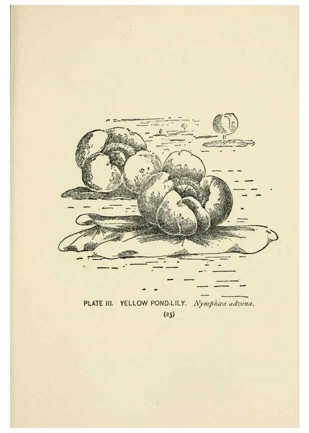 Reproducción/Reproduction 8443980797: A guide to the wild flowers,. New York,Stokes[1899]