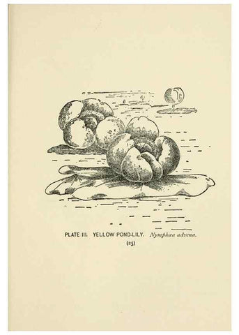Reproducción/Reproduction 8443980797: A guide to the wild flowers,. New York,Stokes[1899]