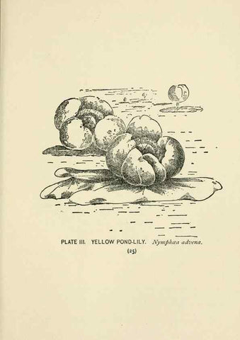 Reproducción/Reproduction 8443980797: A guide to the wild flowers,. New York,Stokes[1899]