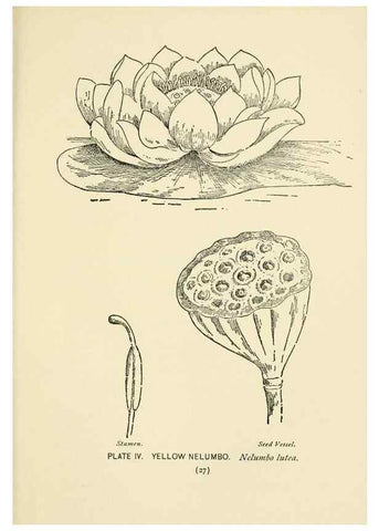 Reproducción/Reproduction 8443981147: A guide to the wild flowers,. New York,Stokes[1899]