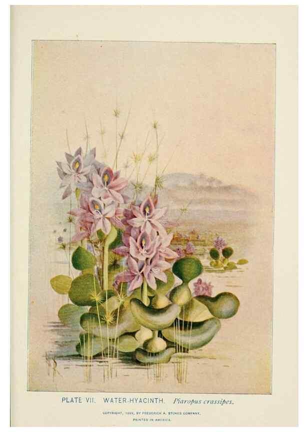 Reproducción/Reproduction 8445070718: A guide to the wild flowers,. New York,Stokes[1899]