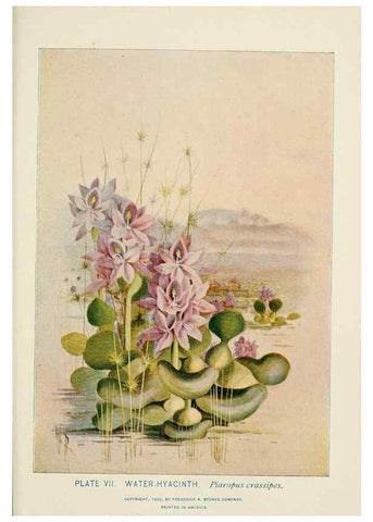 Reproducción/Reproduction 8445070718: A guide to the wild flowers,. New York,Stokes[1899]