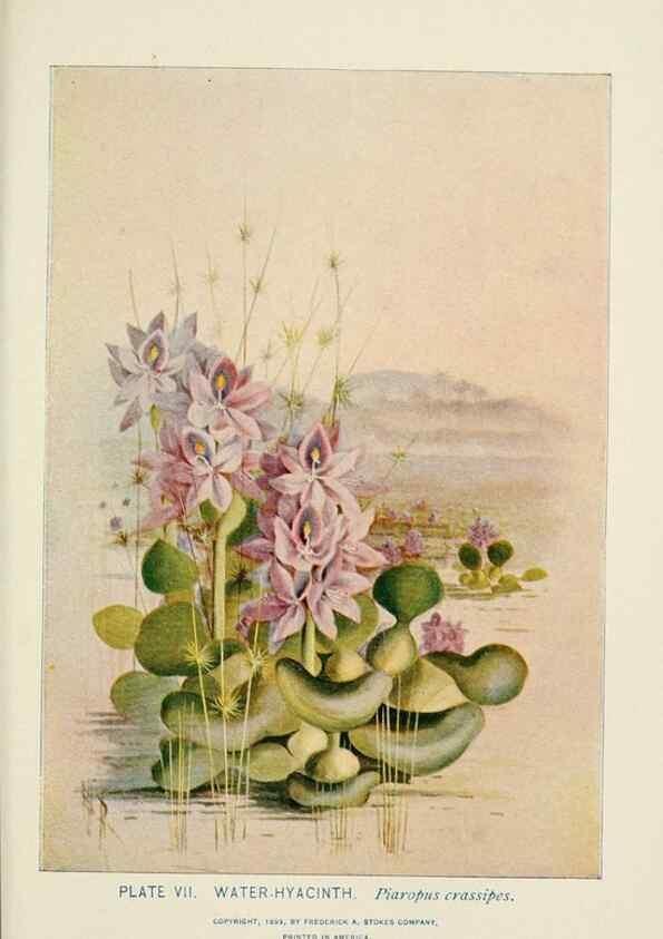Reproducción/Reproduction 8445070718: A guide to the wild flowers,. New York,Stokes[1899]