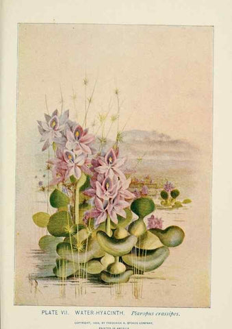 Reproducción/Reproduction 8445070718: A guide to the wild flowers,. New York,Stokes[1899]