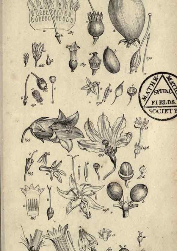 Reproducción/Reproduction 8448496362: A grammar of botany,. London,Longman,1821.