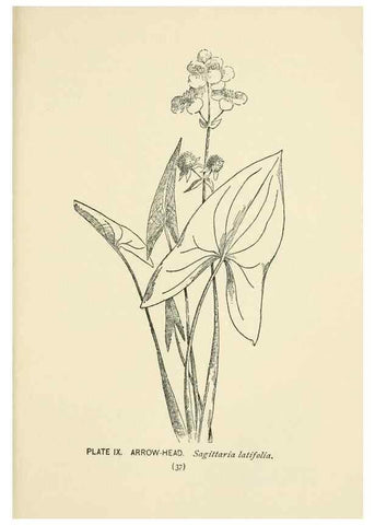 Reproducción/Reproduction 8445071404: A guide to the wild flowers,. New York,Stokes[1899]
