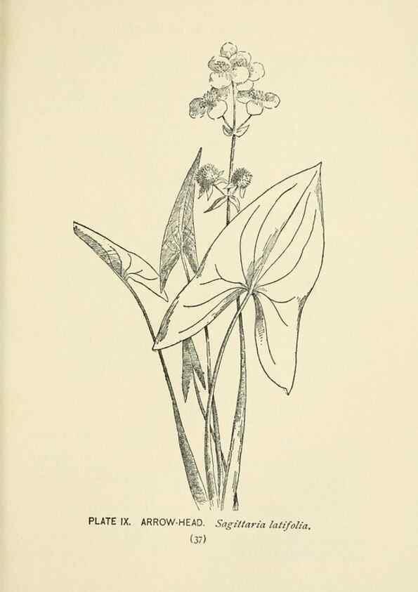 Reproducción/Reproduction 8445071404: A guide to the wild flowers,. New York,Stokes[1899]