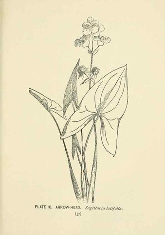 Reproducción/Reproduction 8445071404: A guide to the wild flowers,. New York,Stokes[1899]