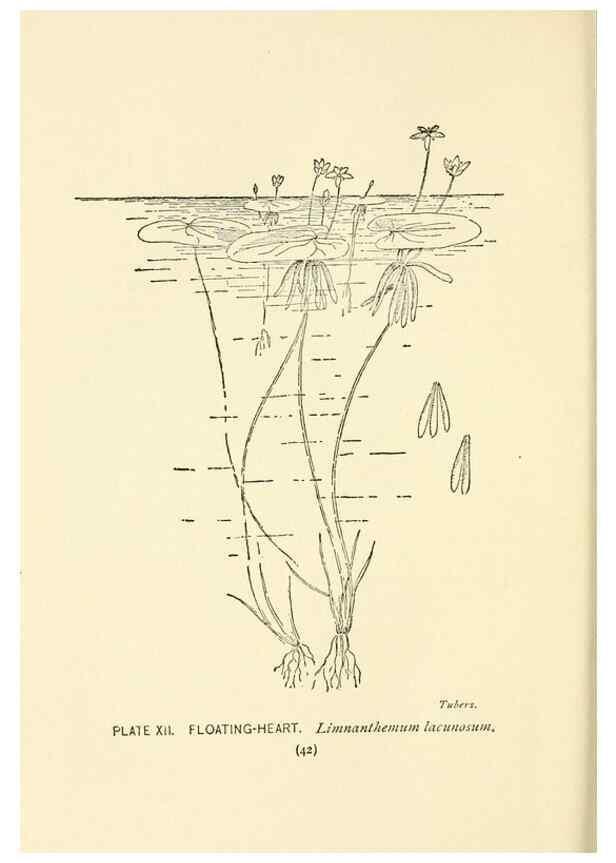 Reproducción/Reproduction 8443984305: A guide to the wild flowers,. New York,Stokes[1899]