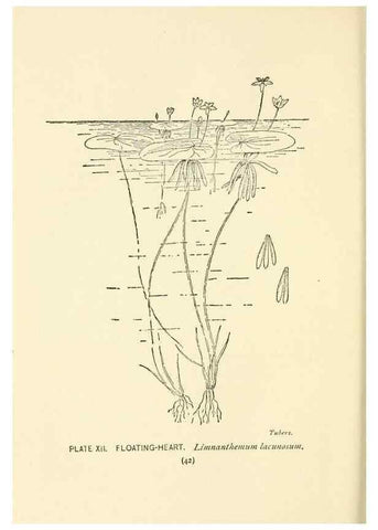 Reproducción/Reproduction 8443984305: A guide to the wild flowers,. New York,Stokes[1899]