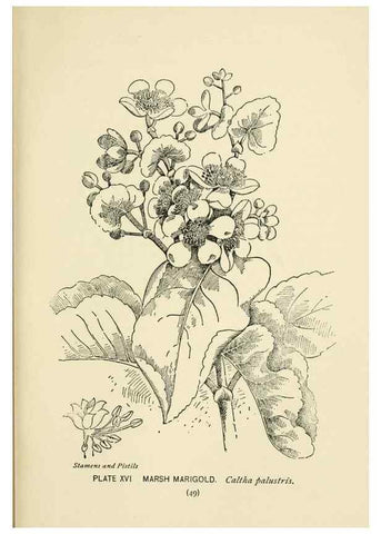Reproducción/Reproduction 8443985979: A guide to the wild flowers,. New York,Stokes[1899]