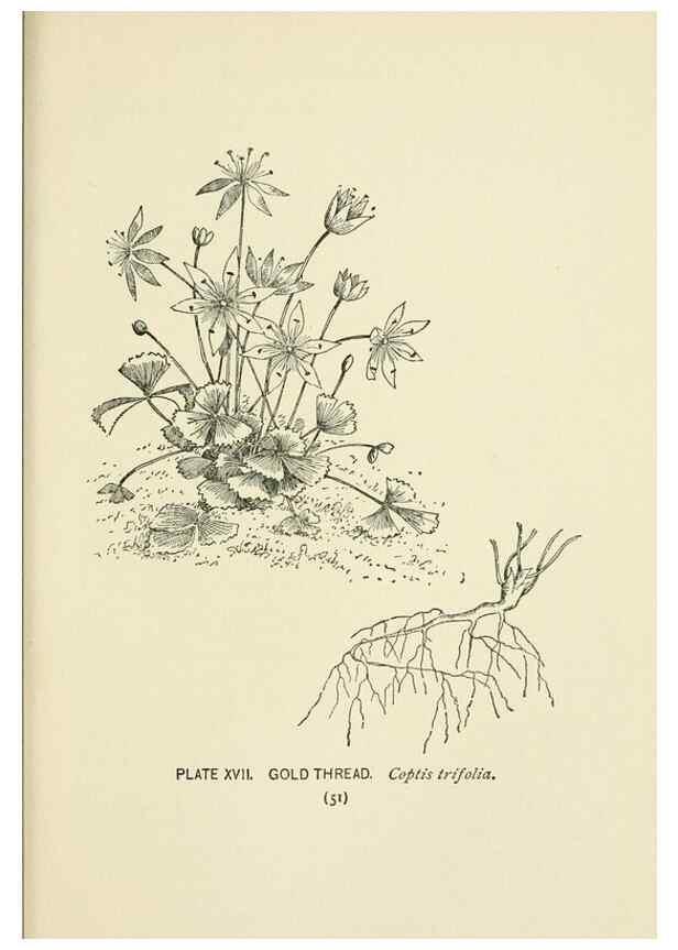 Reproducción/Reproduction 8445074780: A guide to the wild flowers,. New York,Stokes[1899]