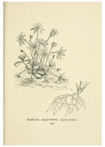 Reproducción/Reproduction 8445074780: A guide to the wild flowers,. New York,Stokes[1899]