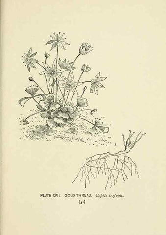 Reproducción/Reproduction 8445074780: A guide to the wild flowers,. New York,Stokes[1899]