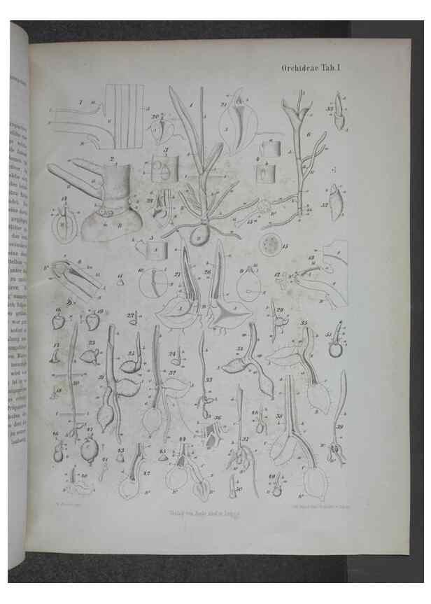 Reproducción/Reproduction 8444194261: Beitrage zur Biologie und Morphologie der Orchideen /. Leipzig :Ambrosius Abel,1853 