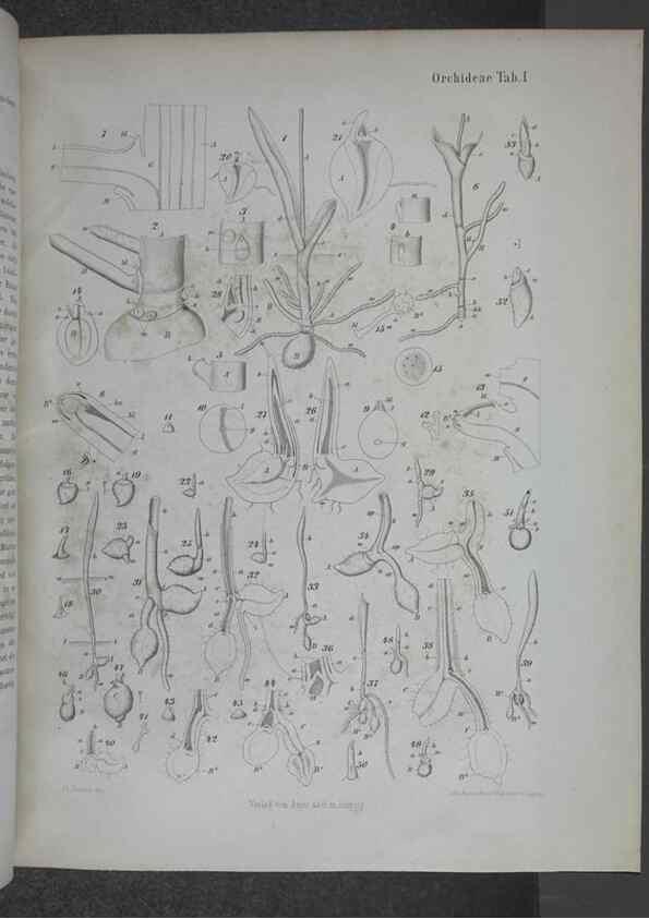 Reproducción/Reproduction 8444194261: Beitrage zur Biologie und Morphologie der Orchideen /. Leipzig :Ambrosius Abel,1853 