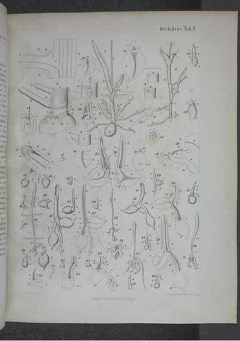Reproducción/Reproduction 8444194261: Beitrage zur Biologie und Morphologie der Orchideen /. Leipzig :Ambrosius Abel,1853 