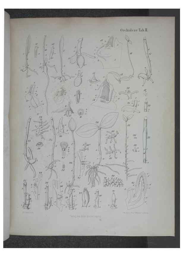 Reproducción/Reproduction 8445282018: Beitrage zur Biologie und Morphologie der Orchideen /. Leipzig :Ambrosius Abel,1853 