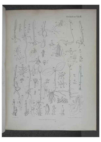 Reproducción/Reproduction 8445282018: Beitrage zur Biologie und Morphologie der Orchideen /. Leipzig :Ambrosius Abel,1853 
