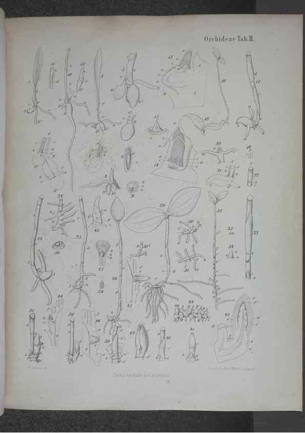 Reproducción/Reproduction 8445282018: Beitrage zur Biologie und Morphologie der Orchideen /. Leipzig :Ambrosius Abel,1853 