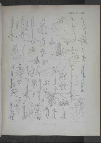 Reproducción/Reproduction 8445282018: Beitrage zur Biologie und Morphologie der Orchideen /. Leipzig :Ambrosius Abel,1853 
