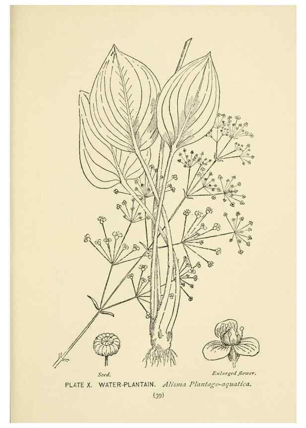 Reproducción/Reproduction 8443983533: A guide to the wild flowers,. New York,Stokes[1899]