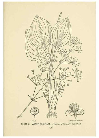 Reproducción/Reproduction 8443983533: A guide to the wild flowers,. New York,Stokes[1899]