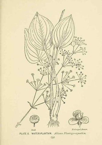 Reproducción/Reproduction 8443983533: A guide to the wild flowers,. New York,Stokes[1899]