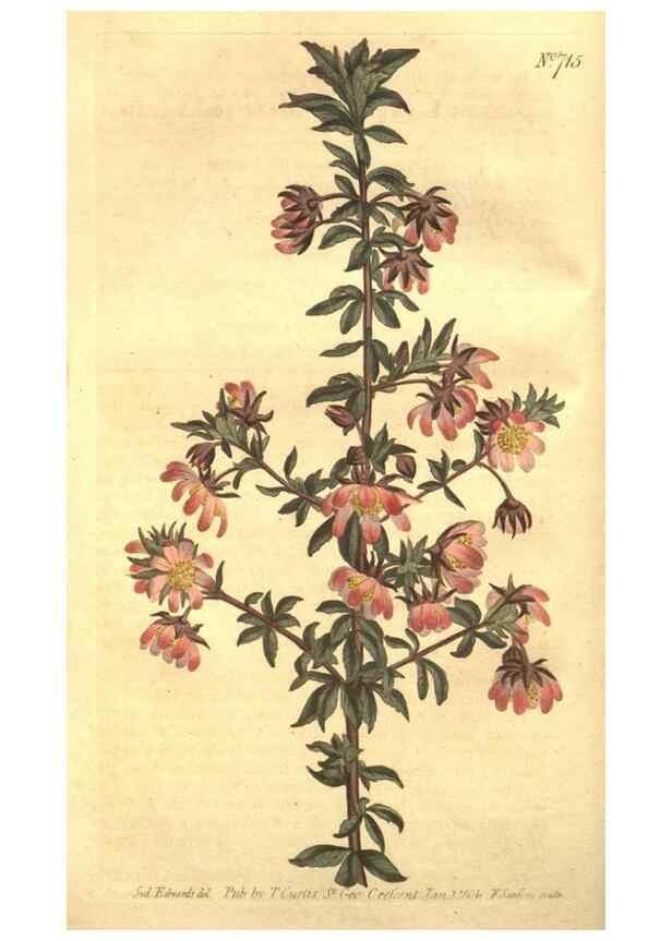 Reproducción/Reproduction 8448615878: Curtis's botanical magazine.. London ;New York [etc.] :Academic Press [etc.]