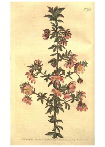 Reproducción/Reproduction 8448615878: Curtis's botanical magazine.. London ;New York [etc.] :Academic Press [etc.]