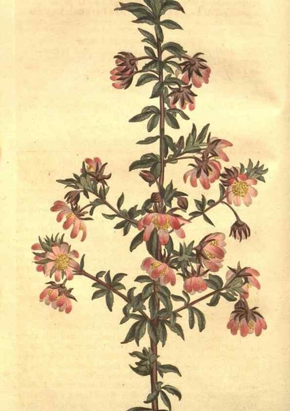 Reproducción/Reproduction 8448615878: Curtis's botanical magazine.. London ;New York [etc.] :Academic Press [etc.]