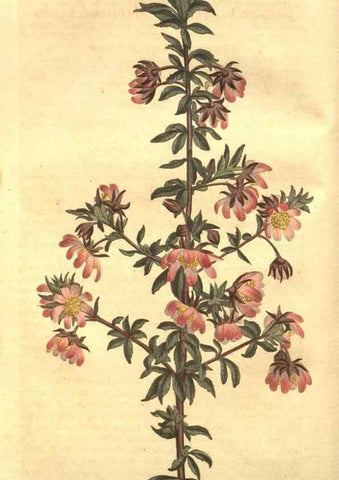 Reproducción/Reproduction 8448615878: Curtis's botanical magazine.. London ;New York [etc.] :Academic Press [etc.]