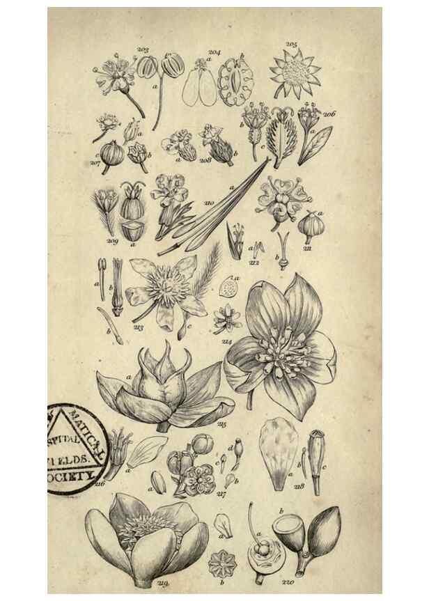 Reproducción/Reproduction 8448496834: A grammar of botany,. London,Longman,1821.