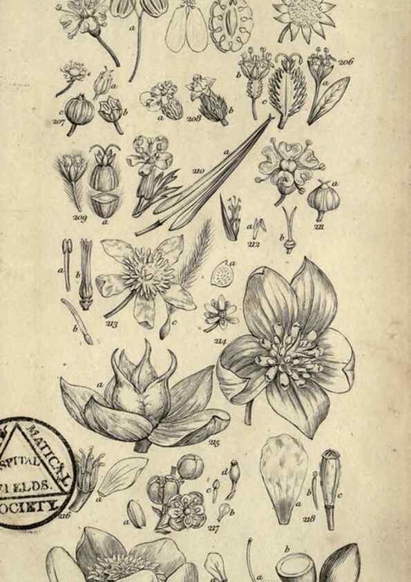 Reproducción/Reproduction 8448496834: A grammar of botany,. London,Longman,1821.