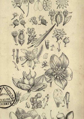 Reproducción/Reproduction 8448496834: A grammar of botany,. London,Longman,1821.
