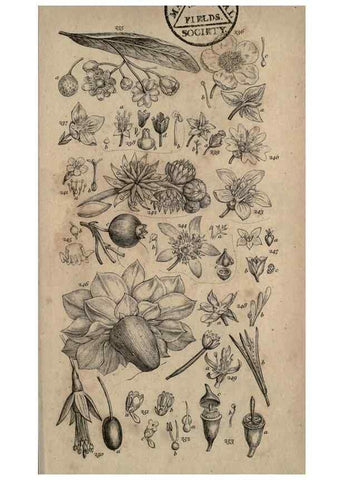 Reproducción/Reproduction 8447408731: A grammar of botany,. London,Longman,1821.