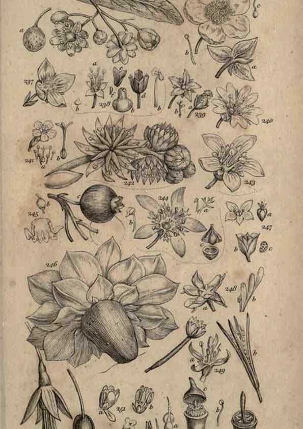 Reproducción/Reproduction 8447408731: A grammar of botany,. London,Longman,1821.