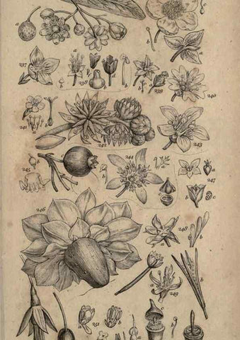 Reproducción/Reproduction 8447408731: A grammar of botany,. London,Longman,1821.