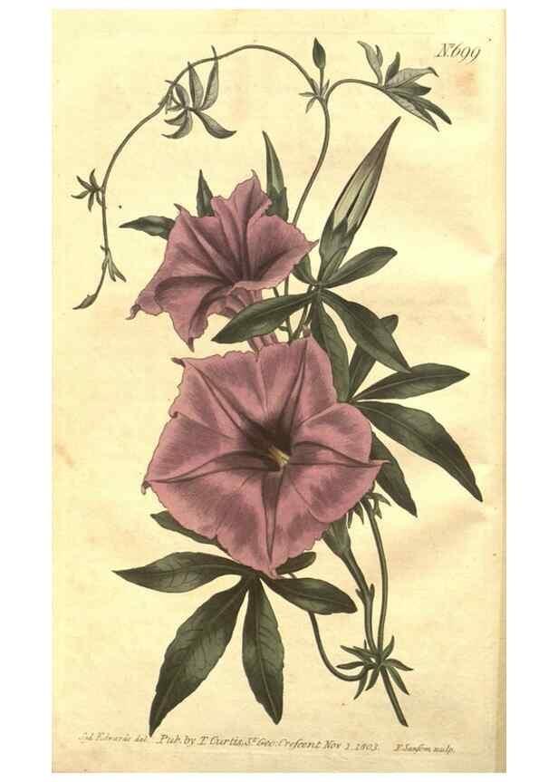 Reproducción/Reproduction 8447516251: Curtis's botanical magazine.. London ;New York [etc.] :Academic Press [etc.]