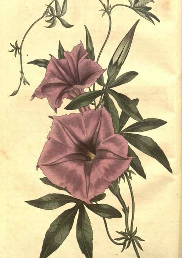 Reproducción/Reproduction 8447516251: Curtis's botanical magazine.. London ;New York [etc.] :Academic Press [etc.]