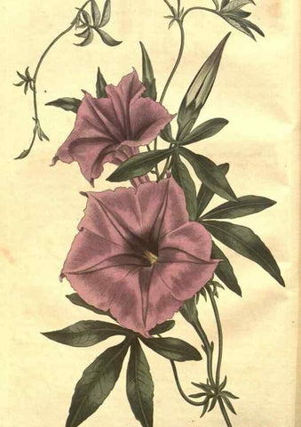 Reproducción/Reproduction 8447516251: Curtis's botanical magazine.. London ;New York [etc.] :Academic Press [etc.]