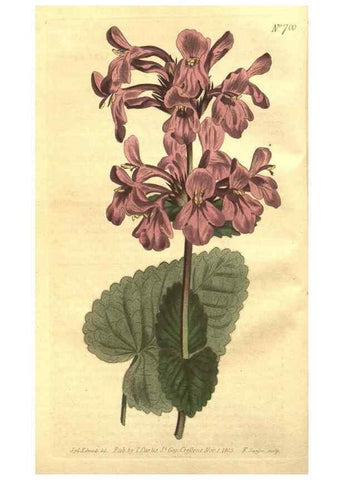 Reproducción/Reproduction 8448605744: Curtis's botanical magazine.. London ;New York [etc.] :Academic Press [etc.]