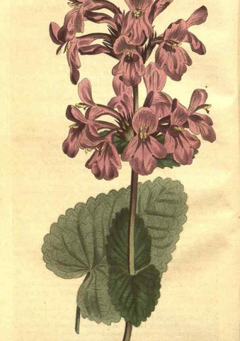 Reproducción/Reproduction 8448605744: Curtis's botanical magazine.. London ;New York [etc.] :Academic Press [etc.]