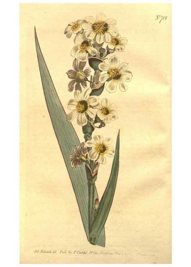 Reproducción/Reproduction 8447517989: Curtis's botanical magazine.. London ;New York [etc.] :Academic Press [etc.]