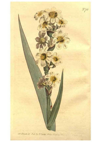 Reproducción/Reproduction 8447517989: Curtis's botanical magazine.. London ;New York [etc.] :Academic Press [etc.]
