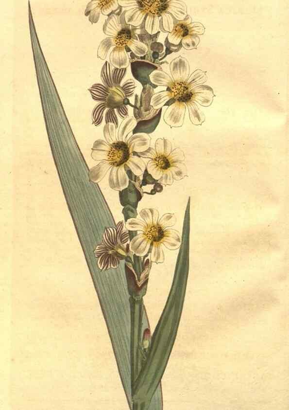 Reproducción/Reproduction 8447517989: Curtis's botanical magazine.. London ;New York [etc.] :Academic Press [etc.]
