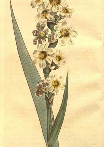 Reproducción/Reproduction 8447517989: Curtis's botanical magazine.. London ;New York [etc.] :Academic Press [etc.]