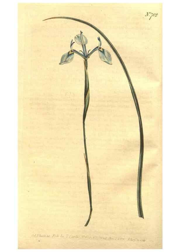 Reproducción/Reproduction 8448607314: Curtis's botanical magazine.. London ;New York [etc.] :Academic Press [etc.]
